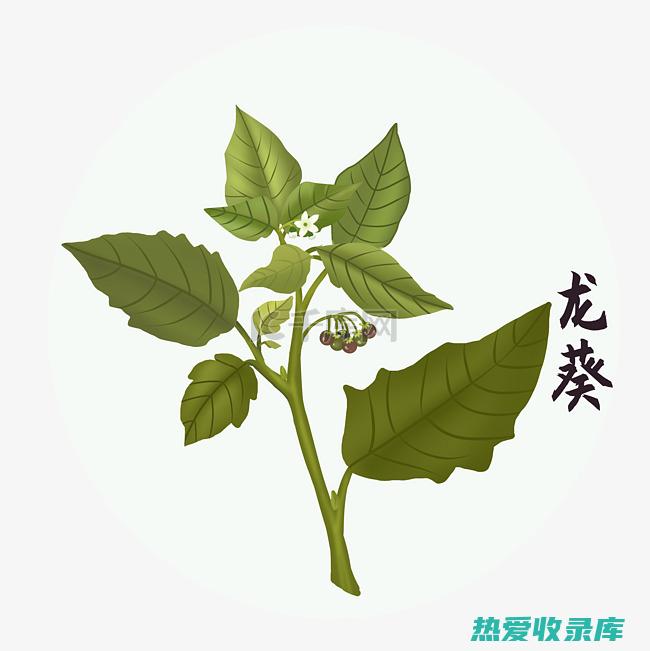 龙葵中药功效