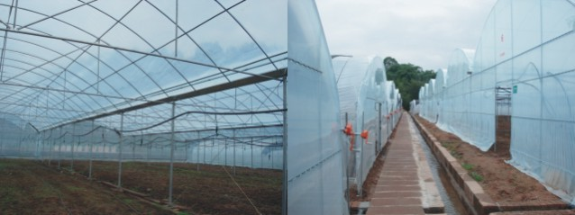 泸州林科农业 - 泸州林科农业|泸州农业工程|温室蔬菜大棚|大棚蔬菜建设