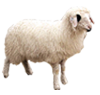 盐池滩羊,宁夏土羊,草原羊,西夏羊,滩羊养殖-盐池县西戎牧人种养殖专业合作社